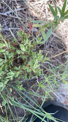 Erigeron bellidiastrum
