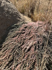 Helichrysum caespititium