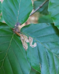 Stigmella hemargyrella