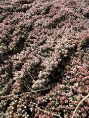 Helichrysum caespititium