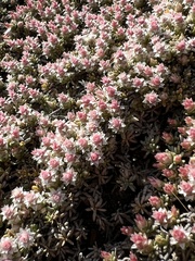 Helichrysum caespititium