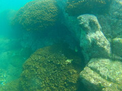 Johnrandallia nigrirostris