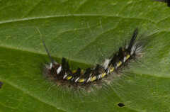 Apatelodes pudefacta