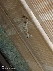 Hemidactylus turcicus