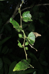 Celtis iguanaea