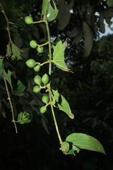 Celtis iguanaea