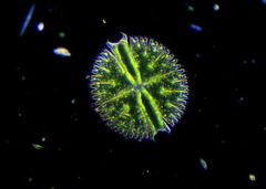 Micrasterias compereana