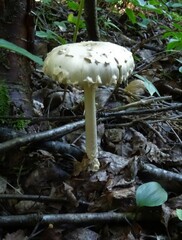 Amanita chrysoblema