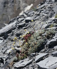 Eriogonum scopulorum