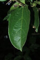 Celtis iguanaea