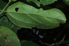 Celtis iguanaea