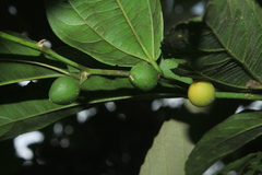 Celtis iguanaea
