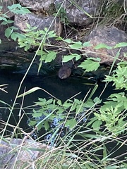 Ondatra zibethicus
