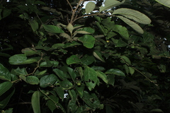 Celtis iguanaea
