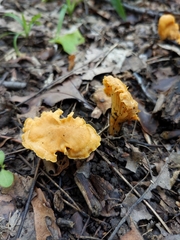 Parvocantharellus