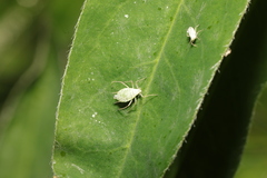 Macrosiphum albifrons