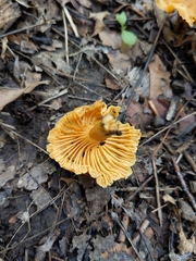 Parvocantharellus