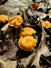 Parvocantharellus