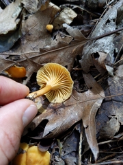 Parvocantharellus