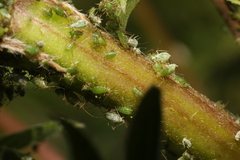 Macrosiphum albifrons