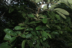 Celtis iguanaea