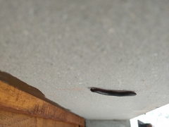 Pachyiulus flavipes