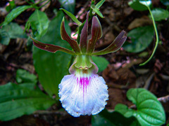 Eulophia guineensis image