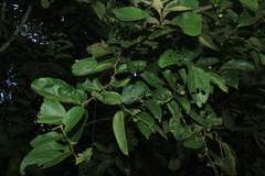Celtis iguanaea