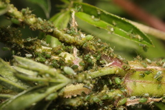 Macrosiphum albifrons