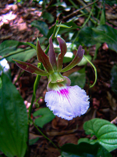 Eulophia guineensis