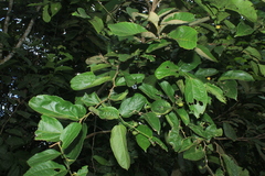 Celtis iguanaea