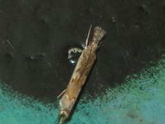 Platytes alpinella