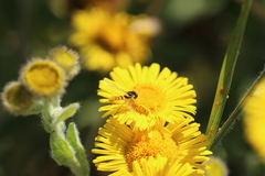 Sphaerophoria taeniata