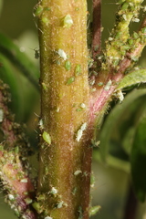 Macrosiphum albifrons