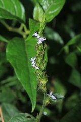Pseudelephantopus spiralis