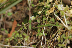 Stellaria decipiens