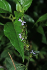 Pseudelephantopus spiralis