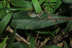 Pseudelephantopus spiralis