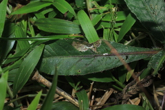 Pseudelephantopus spiralis