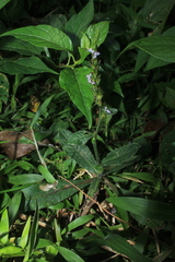 Pseudelephantopus spiralis