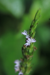 Pseudelephantopus spiralis