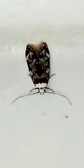 Endrosis sarcitrella