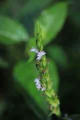 Pseudelephantopus spiralis
