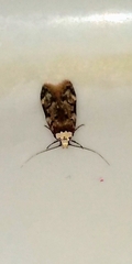 Endrosis sarcitrella