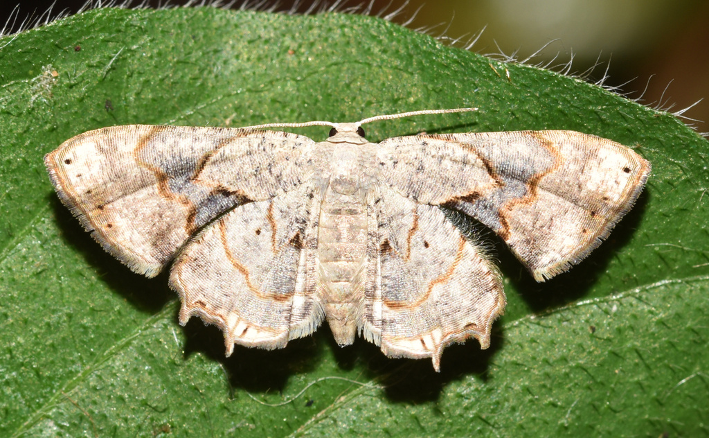 Epiplema anomala