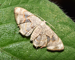 Epiplema anomala