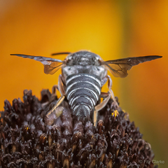 Coelioxys sayi