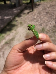 Chrysina occidentalis