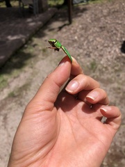 Chrysina occidentalis