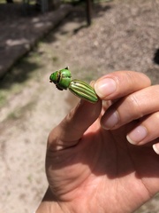 Chrysina occidentalis